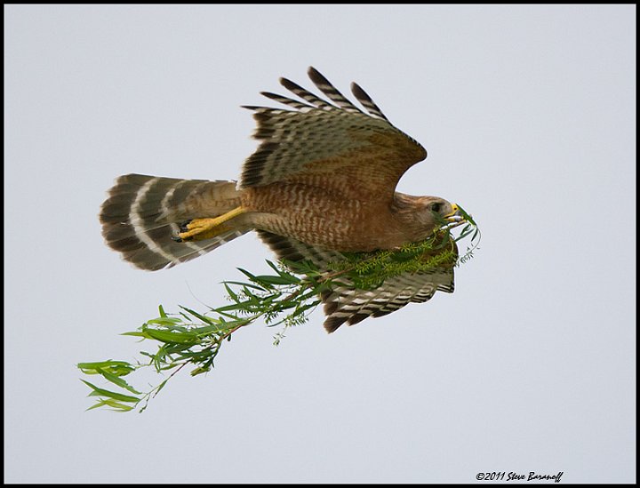 _1SB1757 red-shouldered hawk with nesting material.jpg